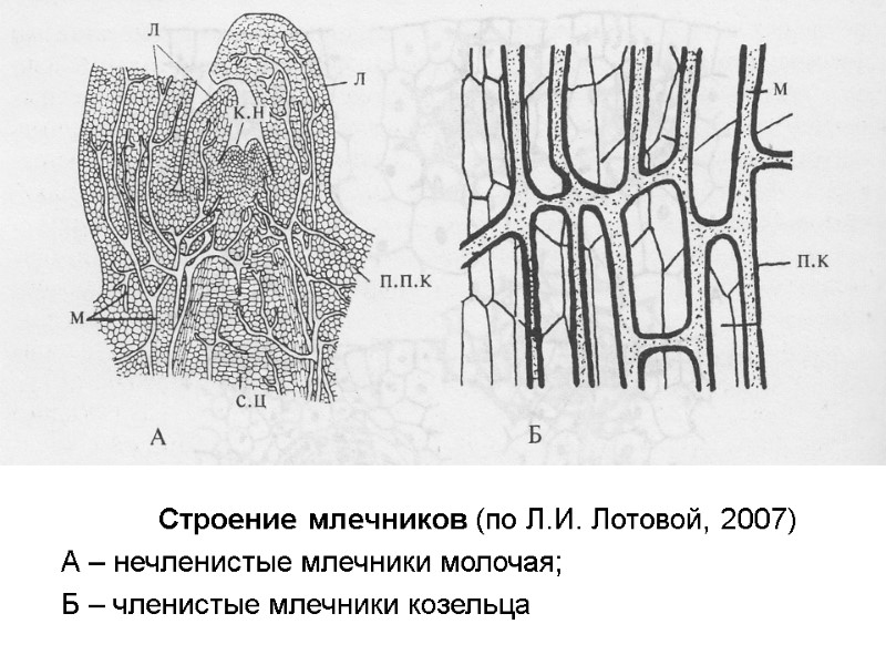 Cтроение млечников (по Л.И. Лотовой, 2007) А – нечленистые млечники молочая; Б – членистые